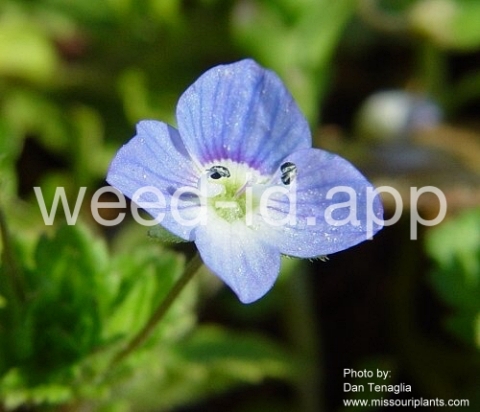 speedwell, Persian